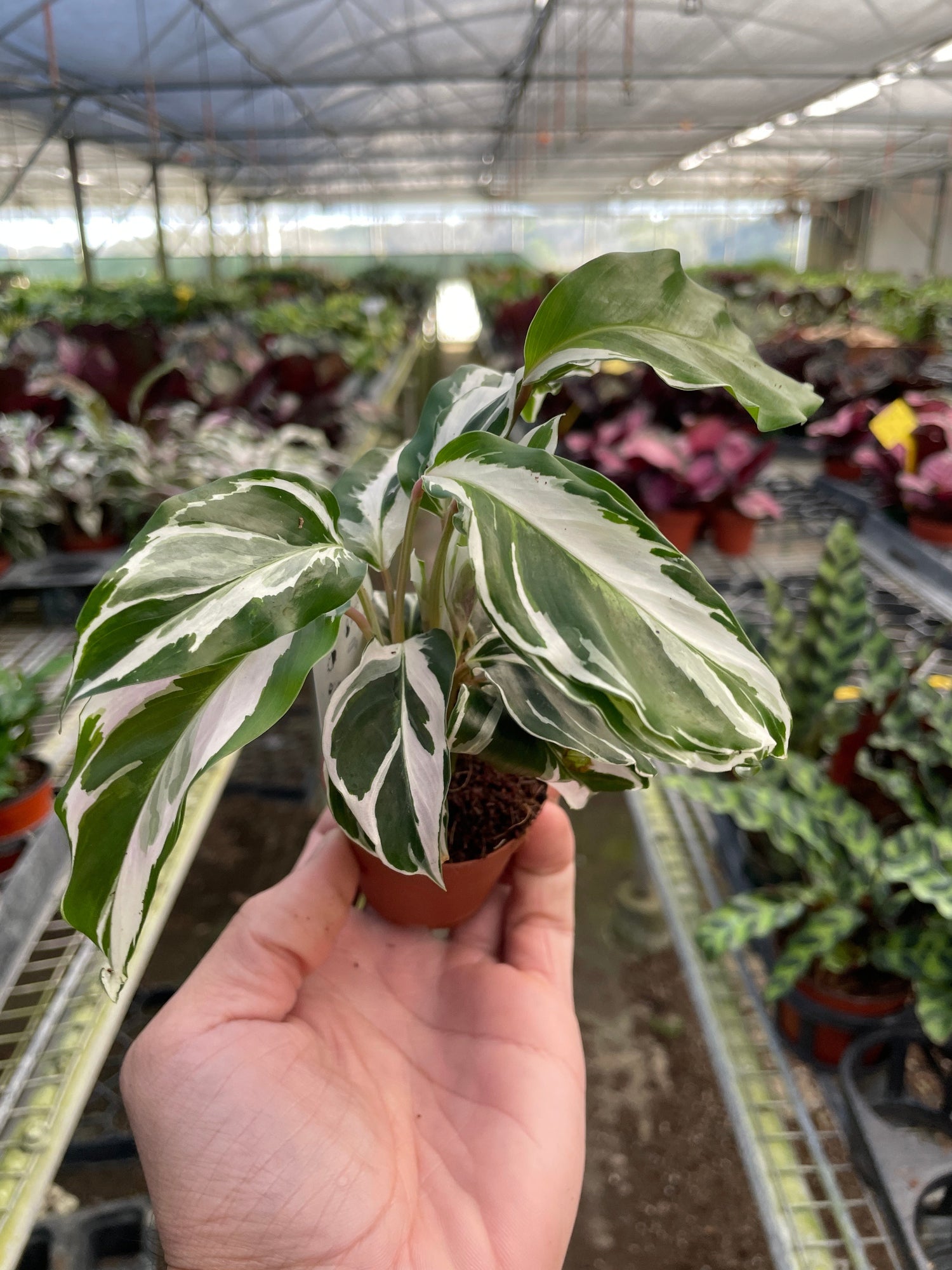 Pet-Friendly Plants