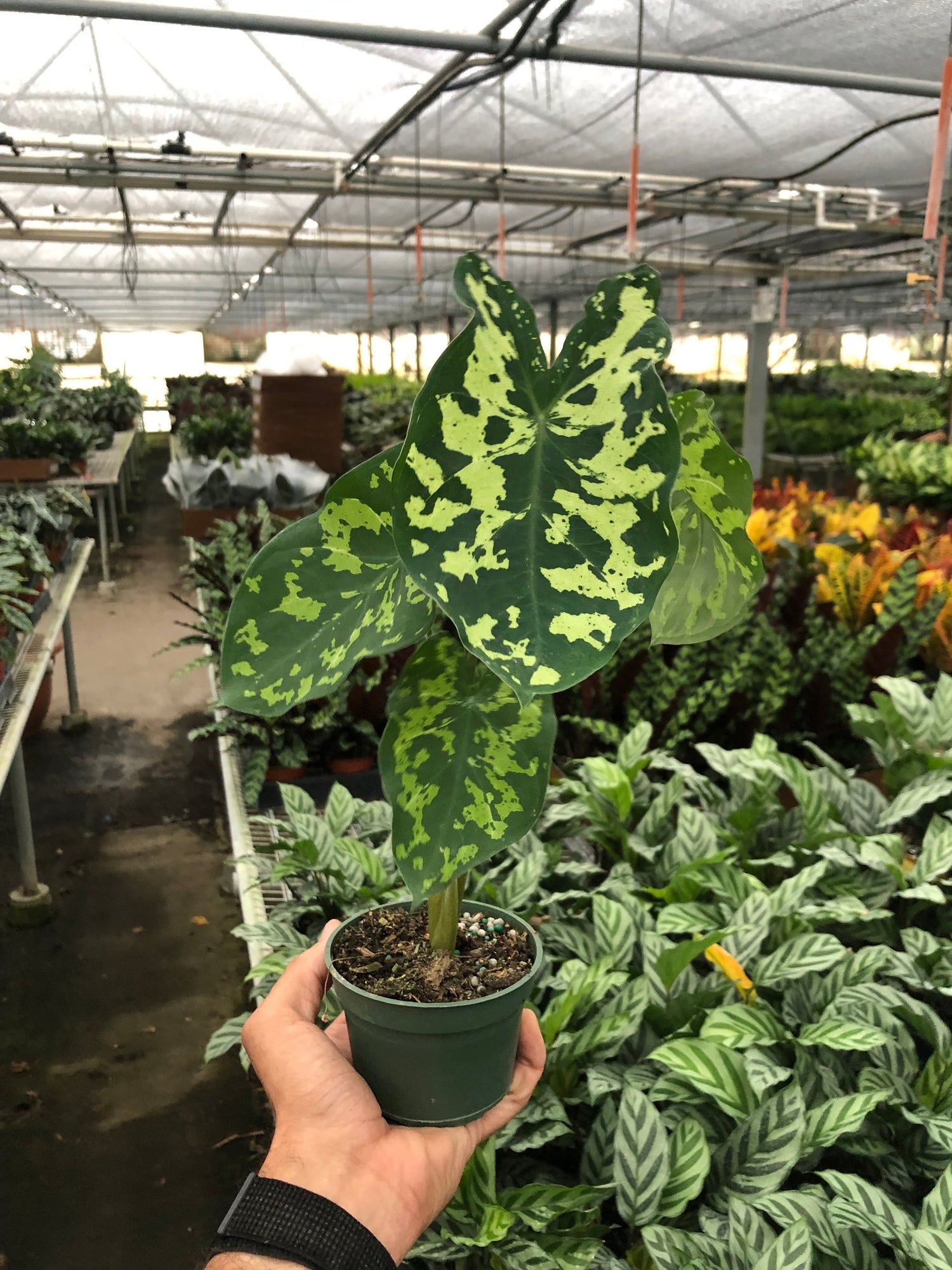 Rare & Unique Plants