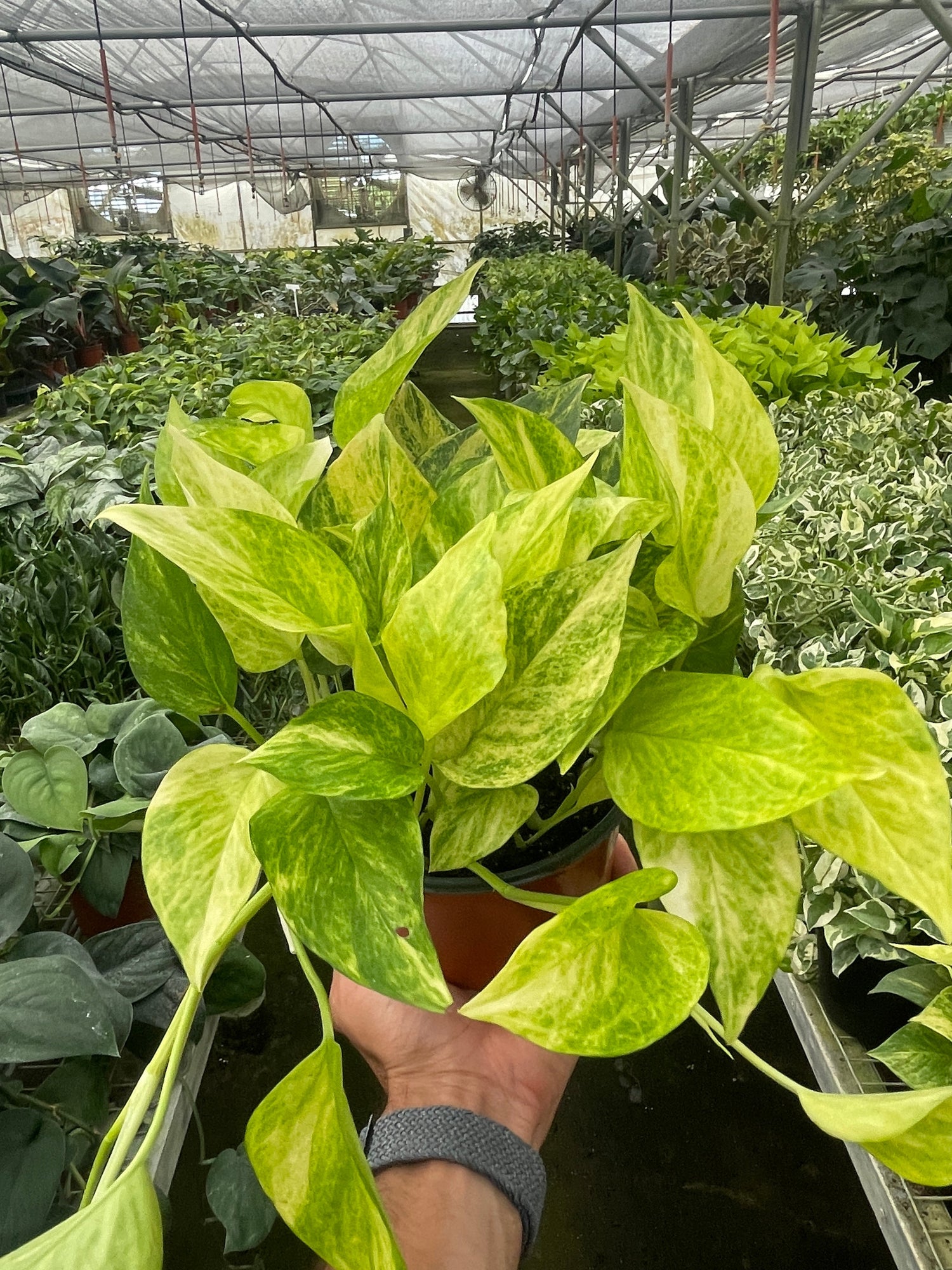 Air Purifying Plants