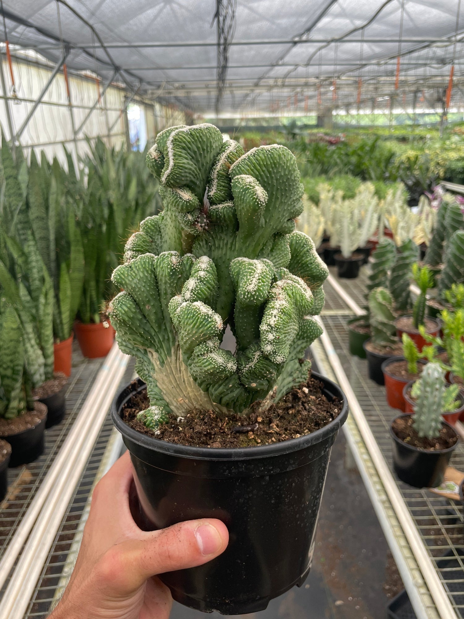 Cactus & Succulents